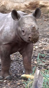Happy birthday Tamu! This tiny tank is 2 today | Oregon Zoo