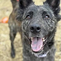 Merrilliville, IN - Dutch Shepherd. Meet Morrigan a Pet for Adoption - AdoptaPet.com