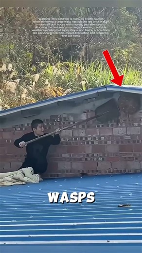 How to Get Rid of Wasps With This Simple Trick #WaspRemoval #LifeHacks #DIYTips #PestControl #HomeHacks | Silent Pulse