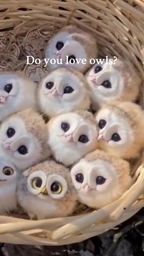 Adorable Baby Owls Compilation