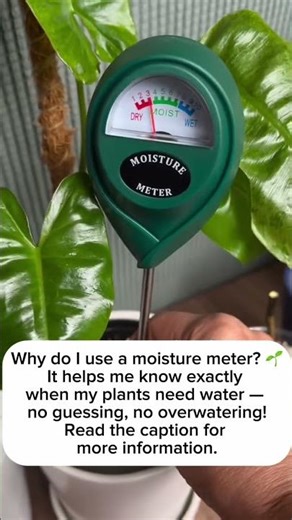 The reason why I am using a moisture meter.