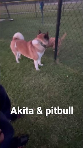 Akita vs pitbull dogs compete for dominance