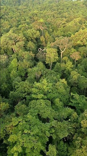 Inside the Amazon Rainforest 🌿 Earth’s Green Heart