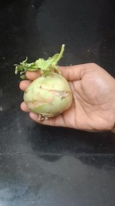 10K views · 64 reactions | Vegetable chutney "Day 5" Nookal chutney / kohlrabi chutney #chutney #kohlrabi #nookal #reelsviralfb #food #fb #reelsfacebook | Mrs Home Food | Facebook