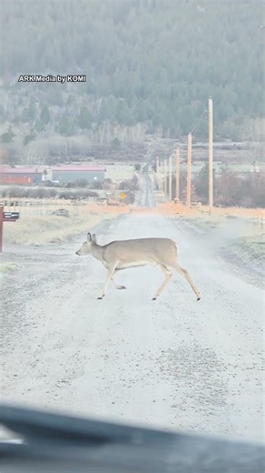 Something isn't right here 😳🦌