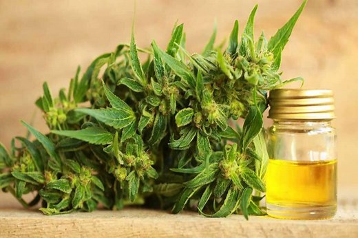 How to Make Cannabis Oil: Easy to Follow Guide - MJ Seeds Canada