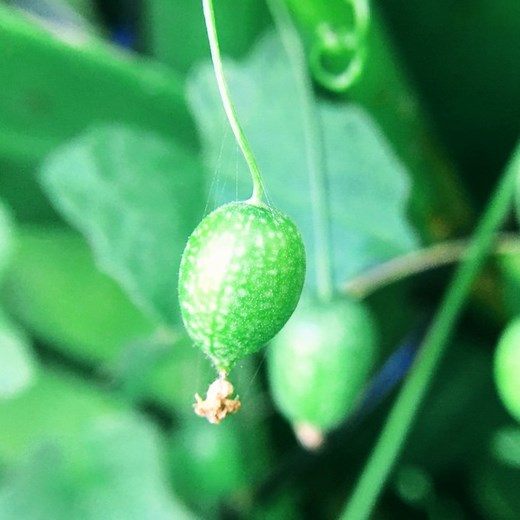 Medicinal Fruit Vines 101: Creeping Cucumber #fruits #gardening #health #garden #medicine #plants #herbs | The Weeds and Seeds Guy