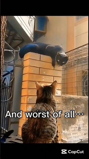 You Better Not Mess With My Gang 😤 Epic Cat Fight Meme | Funny Cats Gang Warning 2025 #shorts