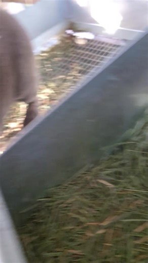 😱 This was a surprise to me! Luna was due yesterday, never saw any nesting behavior from her when I gave her the nest box. No haystaching. No making a nest. She was bred to a buck who wasnt proven and was still heat sterile. Woke up this morning to a tiny patch of pulled fur in the back. I pulled it out and took this video. Three babies!! As I needed a foster doe for Phoebe's litter, Luna will be getting at least 3 or 4 babies added to her litter. I also added more fur to Luna's nest as she cle