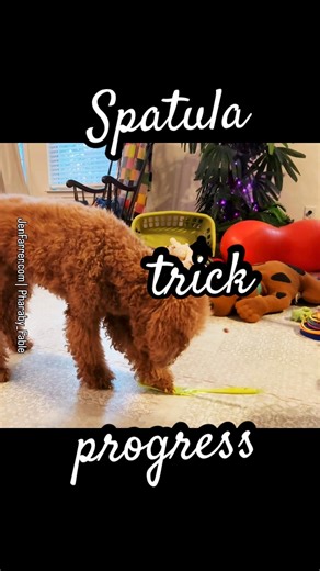 Making adorable progress on this new trick 🥰