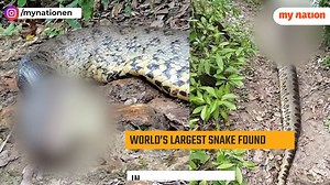 World’s largest snake found dead; Know reason. #AnaJulia #WorldLargestSnake #AmazonRainforest #NationalGeographic #Brazil #Cause | MyNation