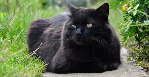 Discover 3 Fascinating Extinct Cat Breeds!