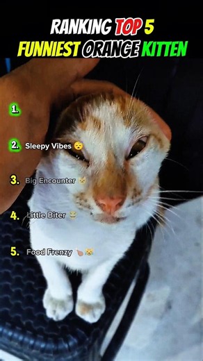 Top 5 Funniest Orange Kitten Moments 😂🧡