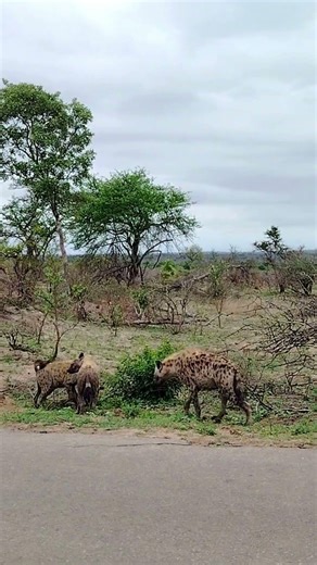 Hyena social interactions