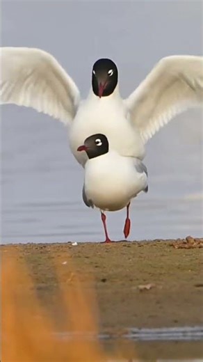 "Seagulls on the Beach" Animation Entertainment #aianimation #ai3danimation #aianimationshorts