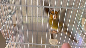 My angry bird who is defending his chia seed snack . Spoiled ! #angrybirds | Zouhair's Aviary