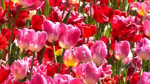 Middle TN 2025 spring festival guide: Events to check out this season