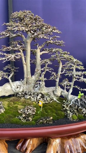 Miniature Bonsai #landscape #bonsai #miniature #trees