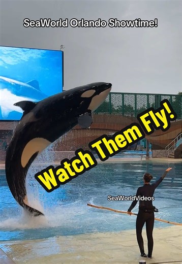 Experience the Thrill of SeaWorld's Orca Encounter