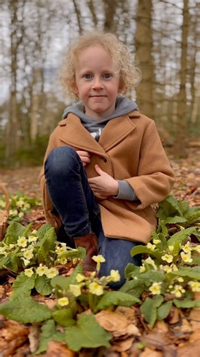 Arthur finds and identifies The Primrose, a wonderful, edible spring flower 🌸 🆔 Primula vulgaris, The Primrose #foraging #forager #forage #forageuk #forageforfood #nature #naturelovers #naturelover #naturelearning #wildling #primrose #primroses #plant #plants #edibleplants #wildflowers #spring | The Grizzly Forager