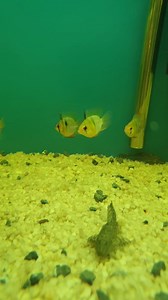 Balloon Rams at R165ea | Fantasea Aquarium and Pet