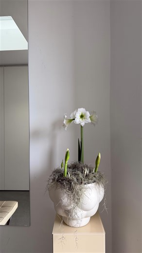 Katerina Pantok on Instagram: "Winterliche Bowl | Wenn Amaryllis auf Krokusse und spanisches Moos trifft, dann gibt es Winter mit frühlingshaften Vibes. Alles in Weiß gehalten - ganz nach meinem Geschmack und perfekt für den Eingangsbereich."