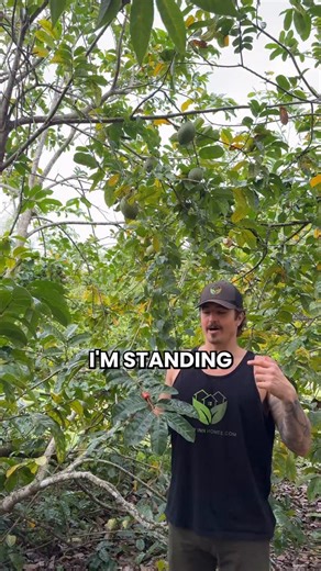 Grow Inn Homes | Real Estate & Growing Food on Instagram: "This Soursop tree is one of the most medicinal and underrated fruit trees growing in Florida 🌳 Also known as guanabana, this tree is absolutely loaded with dozens of fruits hanging all around it Soursop has a white flesh with big black seeds and a tropical flavor that tastes like a mix of pineapple and mango Beyond the fruit, the leaves are commonly used in teas and are known for their cleansing and wellness benefits This is a fruit tha