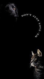 How do you help to save our strays? Write in the coments below. #saveourstrays #animalwelfare #streetdogsofbombay #strayanimalsofmumbai #makeadifference | Save Our Strays