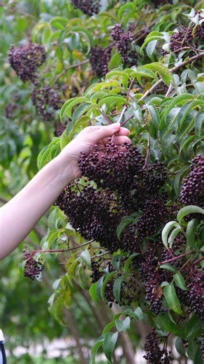 Elderberry Sambucus nigra ssp. canadensis: Foraging & Planting Guide