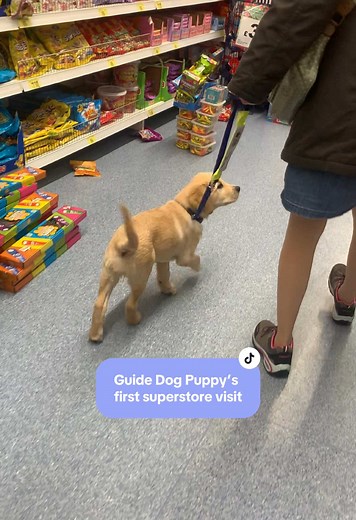 Guide Dog Puppy’s First Visit to a Superstore