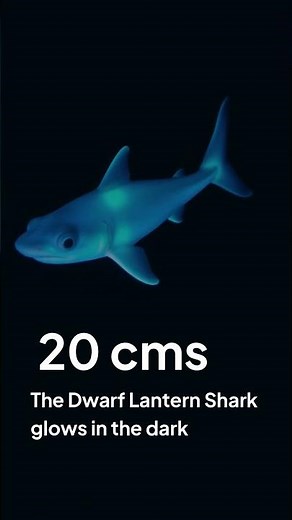 The Biggest vs Smallest Sharks on Earth!