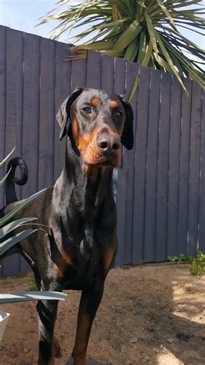 A beautiful day with my Dobermanns, Spring is here. #doberman #dobermannlady #dobesoftiktok #dobermandog #dogsvideo