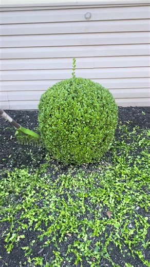 #gardening #cleaning #garden #asmr #fyp