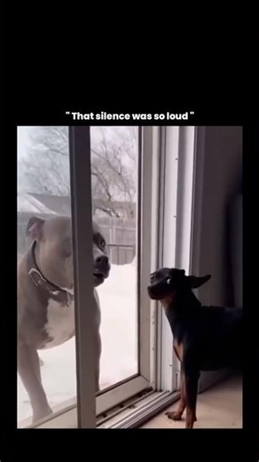 Lmaoo 😭😂 #funny #viral #dogs #puppy