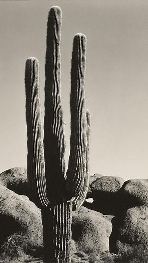 CATASTROPHE | Edward Weston, renowned for his groundbreaking contributions to photography, revolutionized the medium with his modernist style and... | Instagram