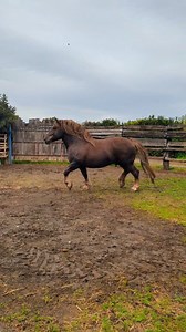 A Special moment while filming the Italian Heavy Draft Horse. This Stallion loves his people! 🥰🐎 🐴 Mosé GF (Cavallo Agricolo Italiano da Tiro Pesante Rapido) ✨@lisaprealta ✨@passionecaitpr #horse #stallion #drafthorse #equestrian #caitpr | Discoverthehorse