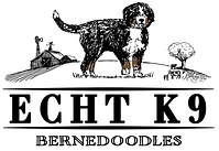 Standard Bernedoodle Breeders Near Waco, TX - ECHT K9
