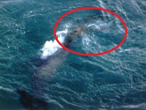 Amazing Mermaid Pictures Taken Off Greek Island By Fisherman