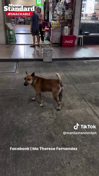 #MSSnackable | PAPATAK NA LUHA KO EH! UMURONG BIGLA 😅😂🤣 Kuha-kuha mo na ako, Doggie! Bigla ka na lang naglakad eh! #fyp #trending #viralvideos #trendingvideo #viral #pinoy #foryoupage #onlyinthephilippines #philippines #fails #uyphilippines #dogsoftiktok #wowmali