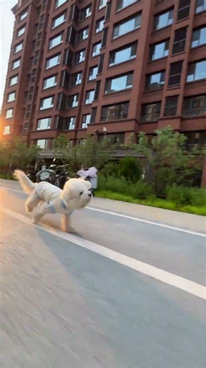 The battle robe is off-white