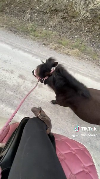 Elegant Equestrian Moments with Shetland Ponies