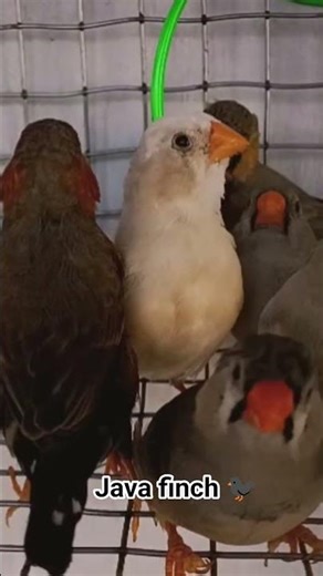 Java finch breeding #birds #lovebirdsfarming #parrotbreeding #java