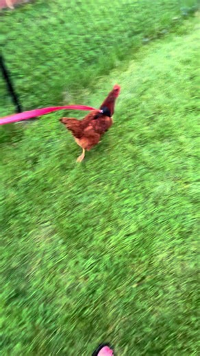 Get your chicken a chicken harness and leash… so entertaining 🤣🐓 #chickens #funny #fypシ #fyp #farmlife