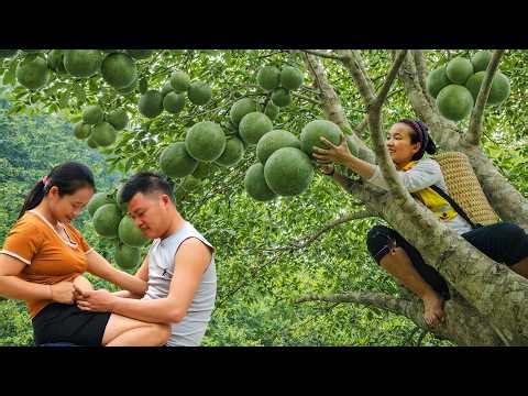 Harvesting Wild Forest Fruits to Sell at Market & Build Natural Fencing Alone