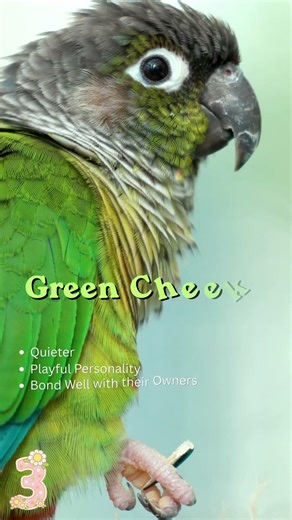 5 Easy-Care Pet Parrots for Beginners #petparent #petparrot