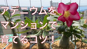 砂漠の薔薇「アデニウム」をマンションのベランダで育てるコツ | GINZA HAIR江藤の観葉植物と美容の研究
