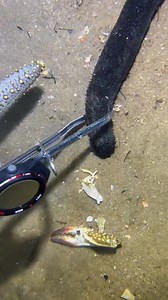 #diving #crab #catchthesea #seafood #seaside | Deeplyocean.1