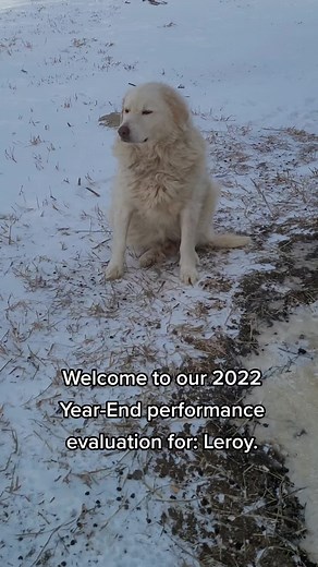 Great Pyrenees Livestock Guardian Dog Highlights