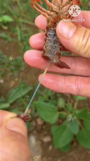 Clean Crayfish in One Simple Method l 🦞 l #shorts #viralshorts #fishcutting_skills #crayfish #prawns