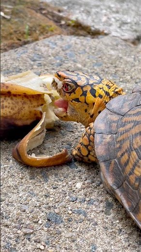 My Turtle’s Favorite Fruit… BANANA 🍌🐢